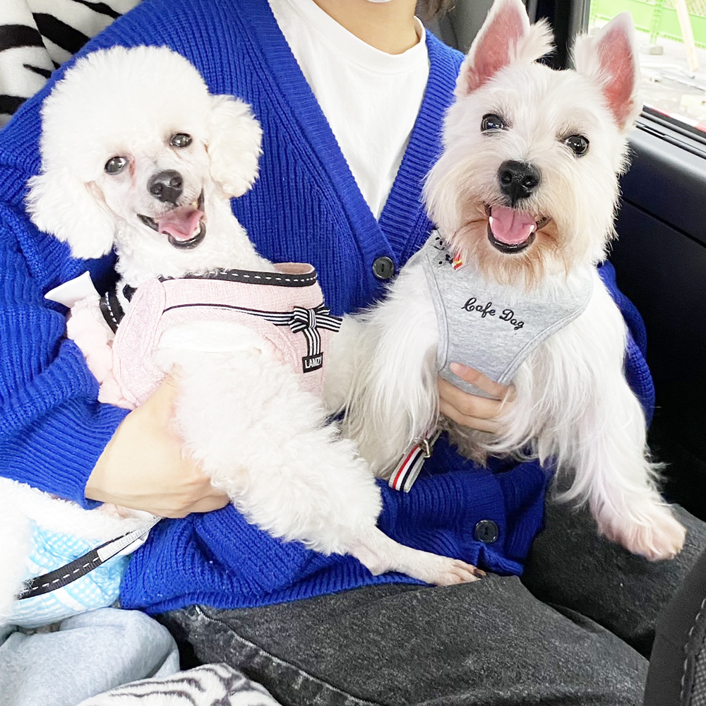 卒業犬ひのでちゃんの近況♪